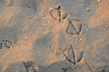 Traces of seagulls in the wet sand.