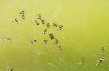 Baby Spider