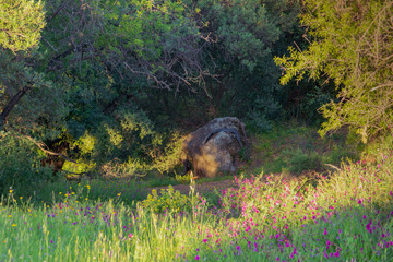 Landscape of a green forest in spring with a rock and shadows 2