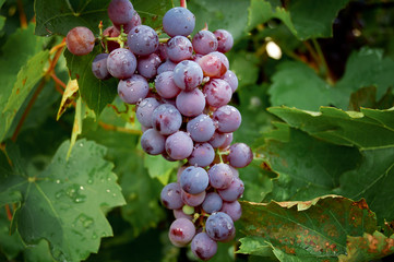 Bunch of purple grapes among green leaves of grape with drops of water after summer rain