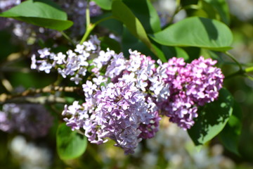 Fototapeta na wymiar Purple & PInk Flowers