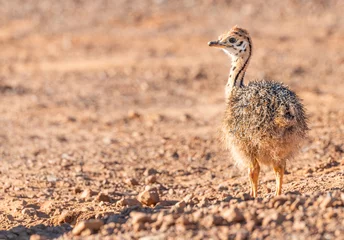 Deurstickers Baby Ostrich at the Cape Peninsula (South Africa) © HandmadePictures