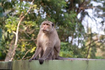 Naklejka na ściany i meble macaque monkey sitting on a green fence in the tropics,