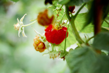 Red raspberry among others unripe green berries