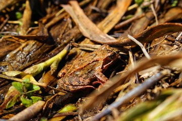 frog in the grass at the pond