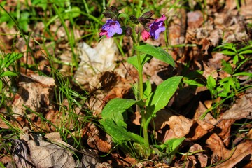 spring flowers in the forest