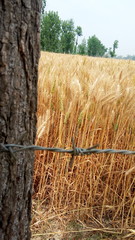 straw bales on a field