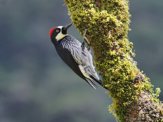 Eichelspecht (Acorn woodpecker) in Costa Rica