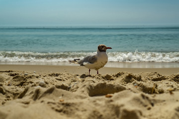 Seagull portrait against sea shore. Close up view of white bird seagull sitting by the beach. Wild seagull with natural water and sand background.
