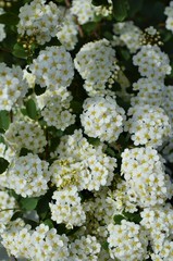 
White flowers on a bush