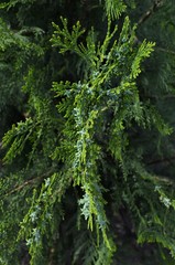 Thuja branch with cones