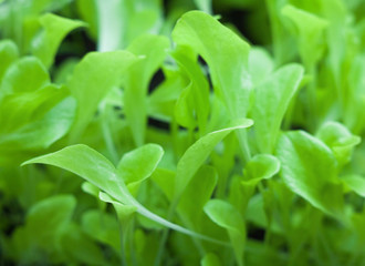 Growing the lettuce.