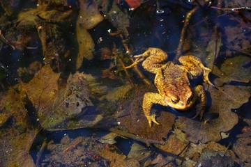 frog toad in the water on leaves in spring