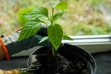  Hand with the little plant. Transplanting pepper seedlings