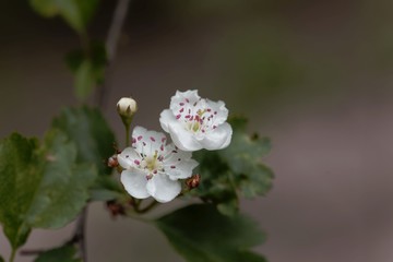 Flowers of a midland hawthorn, Crataegus laevigata