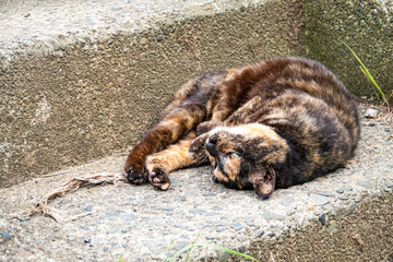 Fototapeta premium 錆び猫