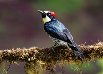 Eichelspecht in Costa Rica