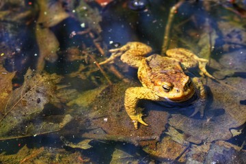 frog toad in the water on leaves in spring