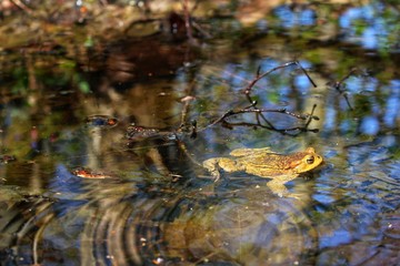 frog toad in the water on leaves in spring