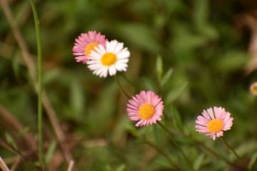 Wild Flowers