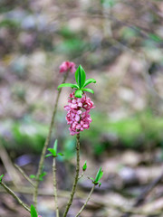the first spring flowers in the forest