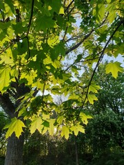 Wald, Bäume, Berge, Blätter