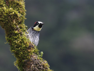 Eichelspecht in Costa Rica