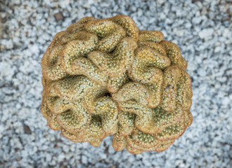 Closeup green brain cactus (Mammillaria elongata Cristata) in gravel. Cactus in the garden.
