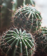 Naklejka na ściany i meble Cactus. Succulent plant.