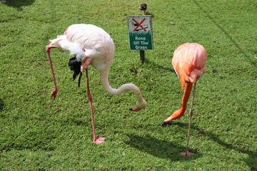 Two beautiful Flamingos, a Caribbean and a Greater Flamingo, in the Birds of Eden free flight sanctuary, located in The Crags near Plettenberg Bay, South Africa, Africa. Looks like a ballet dance.