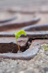 Green plant growing in a metal manhole.