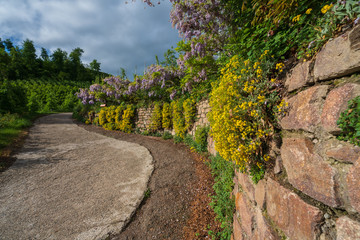 Flowers along the hiking trail in Appiano, Italian South Tyrol.