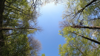 Wald, Bäume, Berge, Blätter