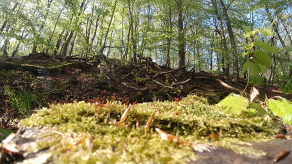 Wald, Bäume, Berge, Blätter