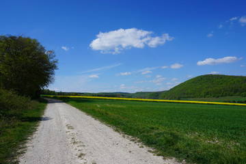 Fototapeta premium Radweg - Wanderweg - Forstweg oberhalb von Kaierde im Hils - Cycle path - hiking path - forest path above Kaierde in Hils -