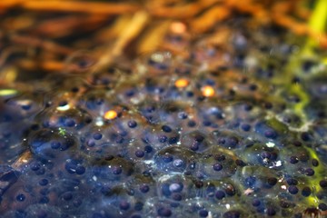 frog roe in a pond in spring