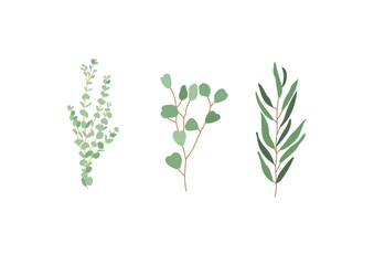 floral illustration set - green leaf branches collection, for wedding stationary, greetings, wallpapers, fashion, background. Eucalyptus, olive, green leaves, etc.