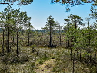 landscape with a swamp in spring