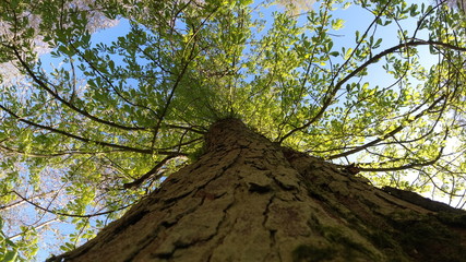 Wald, Bäume, Berge, Blätter