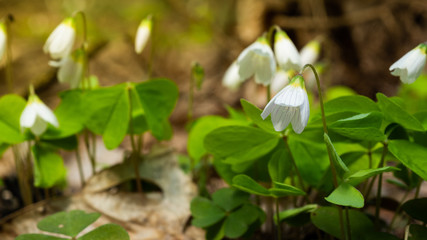 Bright spring flowers in the forest. Spring flowers close-up.