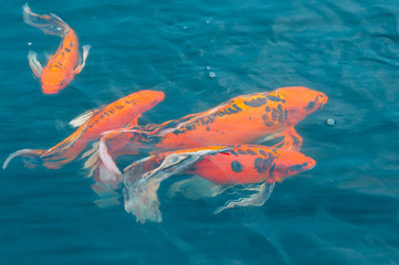 red fish in water