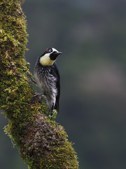 Eichelspecht (Acorn woodpecker - Melanerpes formicivorus) in Costa Rica