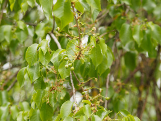 Fototapeta premium Prunus mahaleb ou Cerisier de Sainte-Lucie buissonnant aux petites feuilles vert-brillant ovales et finement dentées, aux petites drupes verte en cours de maturation
