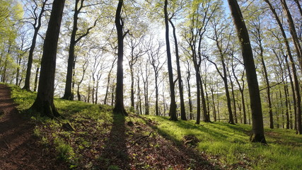 Wald, Bäume, Sonnenschein