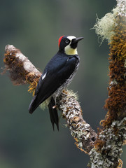 Eichelspecht in San Gerardo de Dota (Costa Rica)