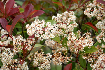 Colorful hedge with many tiny white flowers and red leaves