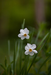 biały kwiat na zielony tle trawy, wiosenny narcyz biały © Paaeel