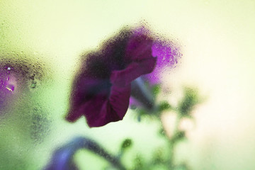 Purple flowers behind the wet glass