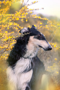 Black borzoi among the yellow flowers