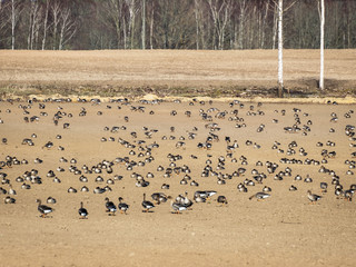 Agricultural field as place of stop-overs, geese make long stops in process of migration to replenish energy resources